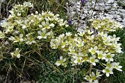 18 Sassifraga di Vandelli  (Saxifraga Vandellii)